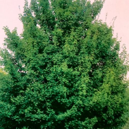 Acer Campestre – Arce común