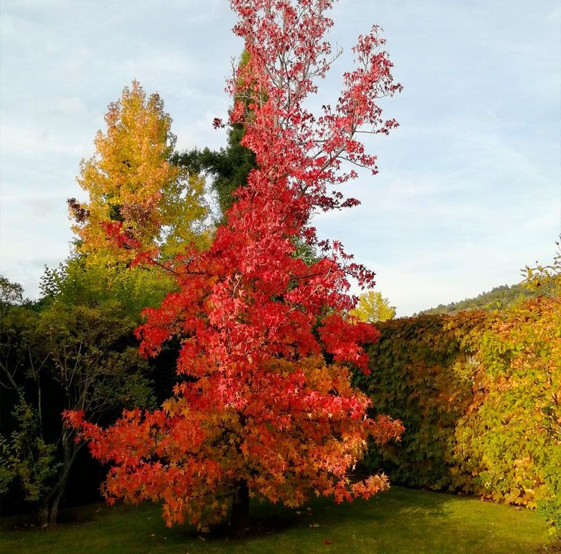 arboles ornamentales leon