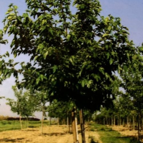 Morus Fruitless – Morera Blanca